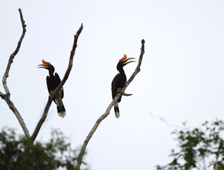 Rhinoceros Hornbill, Buceros rhinoceros