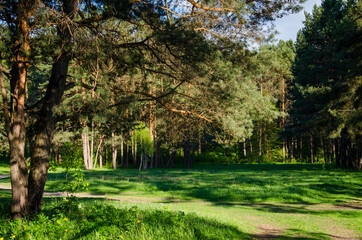 Trees in a pine forest. Summer day photo
