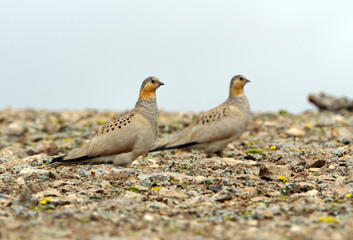 Tibetan Sandgrouse, Syrrhaptes tibetanus