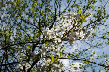 Fototapeta na wymiar Photo of cherry blossoms in the garden. Spring photo. Blooming trees.