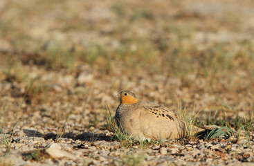 Tibetan Sandgrouse, Syrrhaptes tibetanus