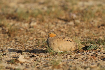 Tibetan Sandgrouse, Syrrhaptes tibetanus