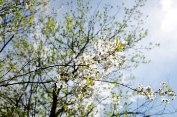 Photo of cherry blossoms in the garden. Spring photo. Blooming trees.