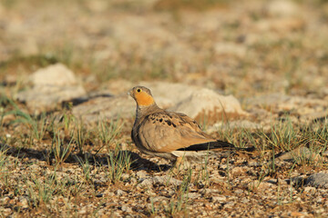 Tibetan Sandgrouse, Syrrhaptes tibetanus