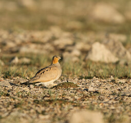 Tibetan Sandgrouse, Syrrhaptes tibetanus