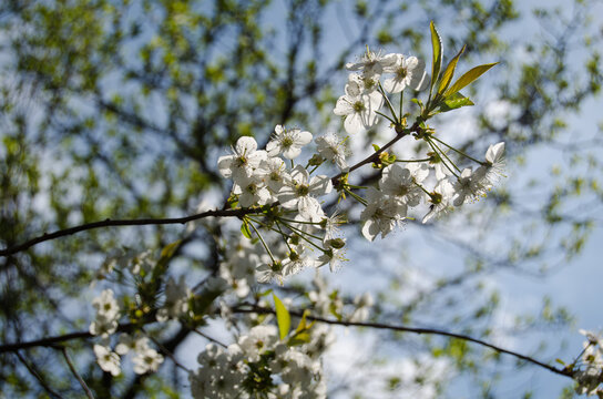 Photo of cherry blossoms in the garden. Spring photo. Blooming trees.