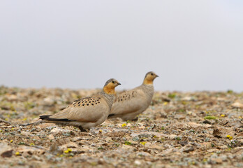 Tibetan Sandgrouse, Syrrhaptes tibetanus