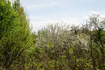 Photo of cherry blossoms in the garden. Spring photo. Blooming trees.