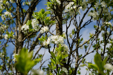 Photo of cherry blossoms in the garden. Spring photo. Blooming trees.