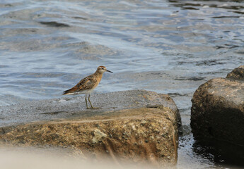 Sharp-tailed Sandpiper; Calidris acuminata