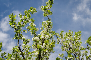 Photo of cherry blossoms in the garden. Spring photo. Blooming trees.