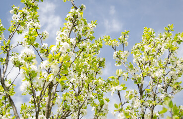 Photo of cherry blossoms in the garden. Spring photo. Blooming trees.