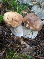 boletus edulis mushroom