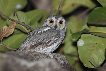 Oriental Scops Owl, Otus sunia