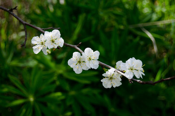 Photo of cherry blossoms in the garden. Spring photo. Blooming trees.