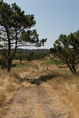 Fototapeta premium pair couple family walking in the distance down a beautiful natural pathway in the peak of summer with lots of grass hay on the ground, and european trees in spain with blue skies