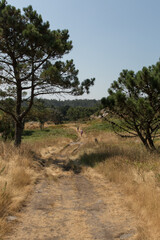 pair couple family walking in the distance down a beautiful natural pathway in the peak of summer with lots of grass hay on the ground, and european trees in spain with blue skies