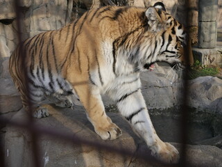 The tiger growls in the cage of the aviary..
