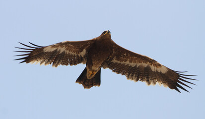 Steppe Eagle, Aquila nipalensis
