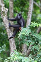 Celebes crested macaque, Macaca nigra