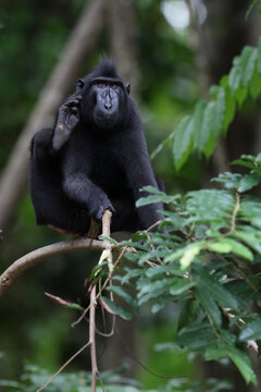 Celebes Crested Macaque, Macaca Nigra