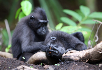 Celebes crested macaque, Macaca nigra