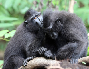 Celebes Crested Macaque, Macaca nigra