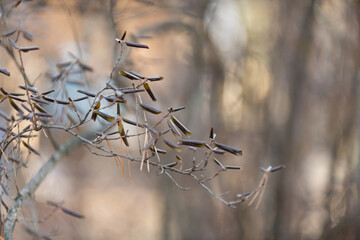 blur, Rhododendron ledebourii, Ledum Siberian maral, beautiful bush on a defocused background