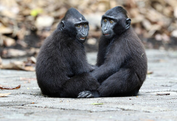 Celebes Crested Macaque, Macaca nigra