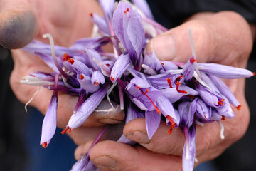 hands that have just collected the pistils of the  Italian saffron called Zafferano di Navelli in...