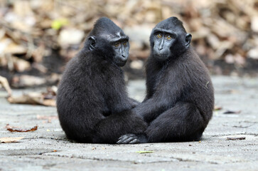 Celebes crested macaque, Macaca nigra