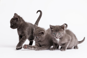 kittens