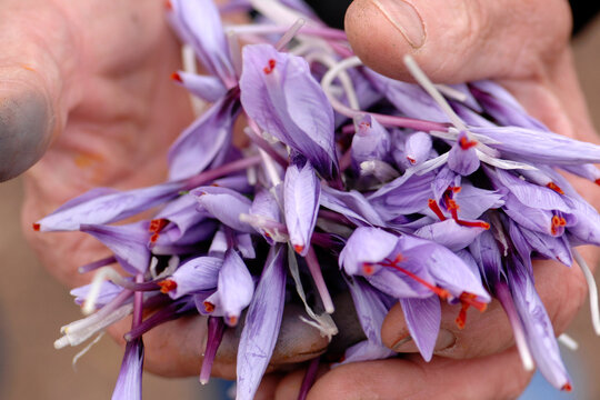 hands that have just collected the pistils of the  Italian saffron called Zafferano di Navelli in the province of L'Aquila in the Abruzzo region of central Italy