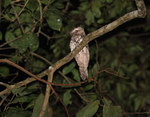  Sunda frogmouth, Batrachostomus cornutus