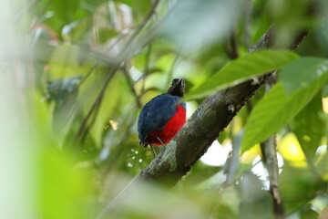 Talaud Pitta, Pitta inspeculata