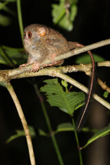 Spectral tarsier, Tarsius spectrum