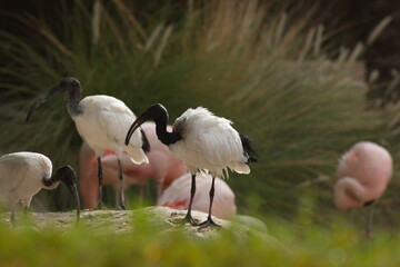 Ibis is a brand of economy hotels owned by Accor. Created in 1974, Ibis became Accor's economy...