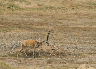 Tibetan antelope, Pantholops hodgsonii