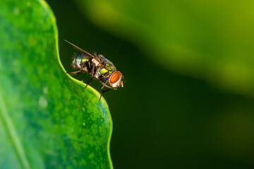 A macro photo of a fly perched on the edge of a green leaf. These are tiny organisms that carry dirt and germs into the food that people eat to the point of danger.
