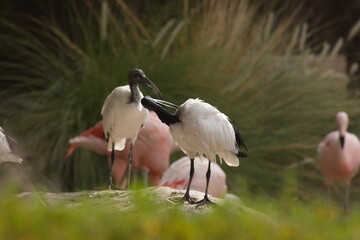 Ibis is a brand of economy hotels owned by Accor. Created in 1974, Ibis became Accor's economy...