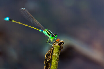A tiny green dragonfly was holding on to a broken branch, it was using its mouth and hands to push the top of the branch with the small brown flowers.