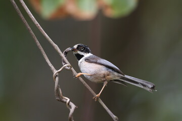 Grey-crowned Tit, Aegithalos annamensis