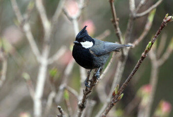 Rufous-naped Tit, Periparus rufonuchalis