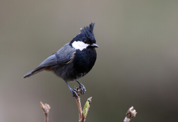 Rufous-naped Tit, Periparus rufonuchalis