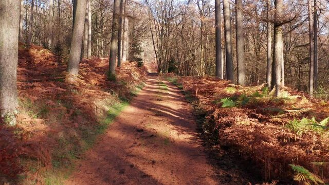a beautiful autum forest path in the sun in 4k
