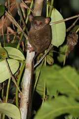 Togian tarsier, Tarsius togianensus
