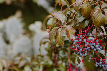 Zante currant grapes on a tree