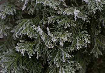 frost on branches