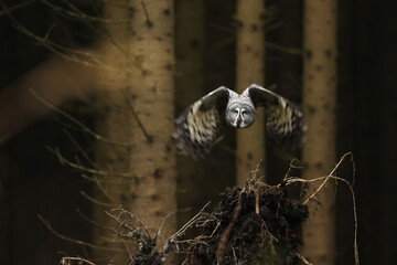 Action scene from the forest with owl. Flying Great Grey Owl, Strix nebulosa. Dark forest in bacground