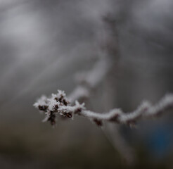 
Frozen buds on a tree in winter